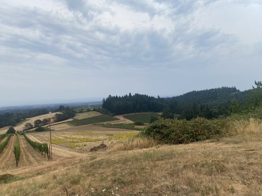 Evening Land Vineyards by null