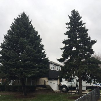 County Tree Service - Tree Services Near Me - Stickney, Illinois