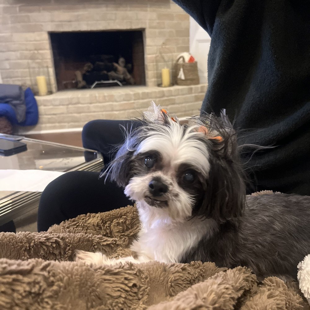 The Pet Barber- Houston - Pet Groomers Near Me - Houston, Texas The Pet Barber- Houston - Pet Groomers Near Me - Houston, Texas