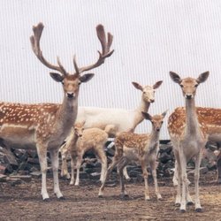 Rainbow Ranch - Family of Fallow Deer!