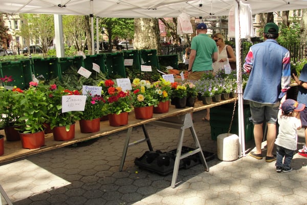 Down to Earth McGolrick Park Farmers Market by null