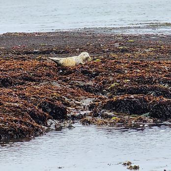 Fitzgerald Marine Reserve - Poor baby harbor seal was stuck - Parks Near Me - Moss Beach, California Fitzgerald Marine Reserve - Poor baby harbor seal was stuck - Parks Near Me - Moss Beach, California