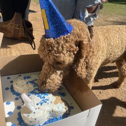 Cake