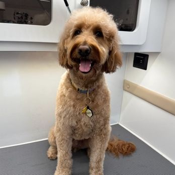 The Poshest Pooch - Post-groom on my goldendoodle! - Pet Groomers Near Me