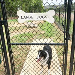 Pavilion Dog Park - Large dog park