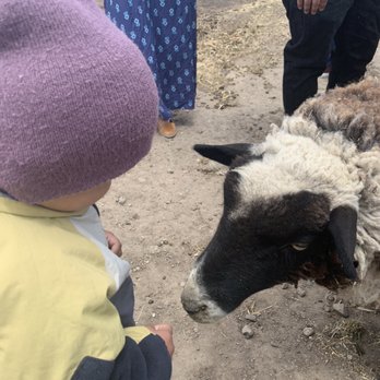 Sonoma Lavender BnB Farm - Thy sheep liked smelling my kid all the time - Attraction Farms Near Me Sonoma Lavender BnB Farm - Thy sheep liked smelling my kid all the time - Attraction Farms Near Me