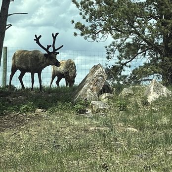 Bear Country USA - Reindeer - Zoos Near Me - Rapid City, South Dakota