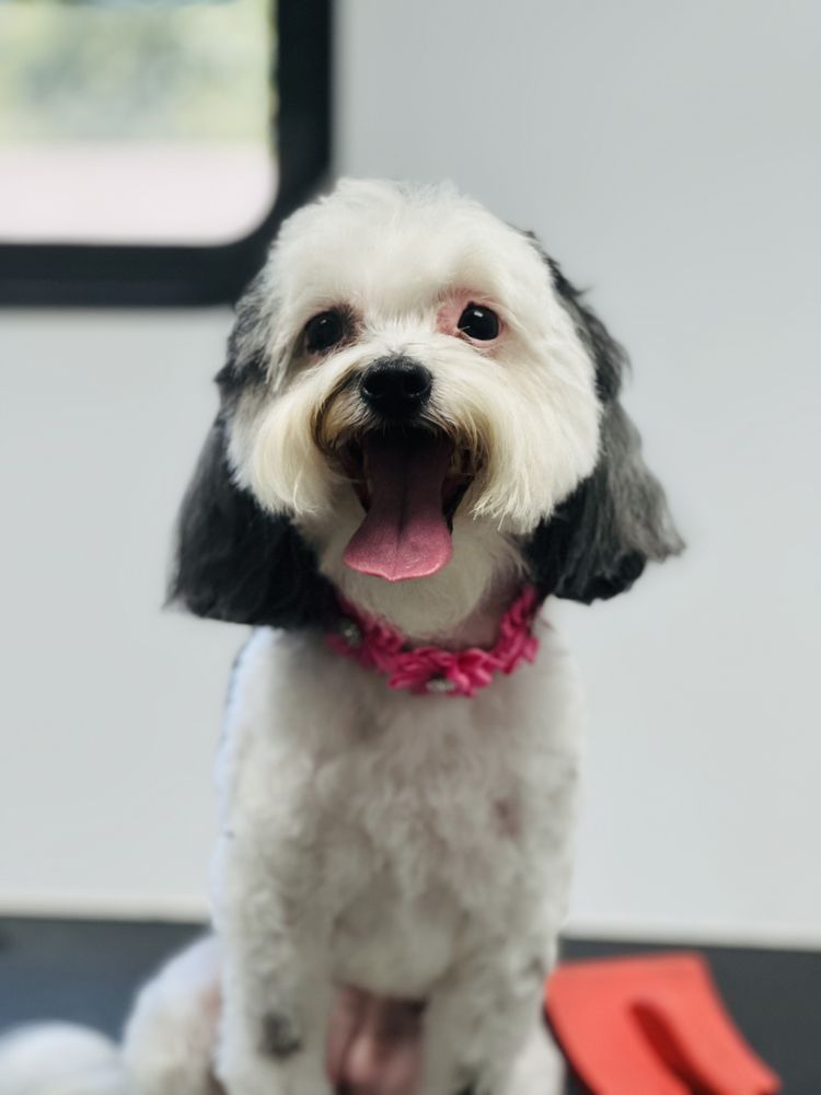 Posh Paws Mobile Pet Salon