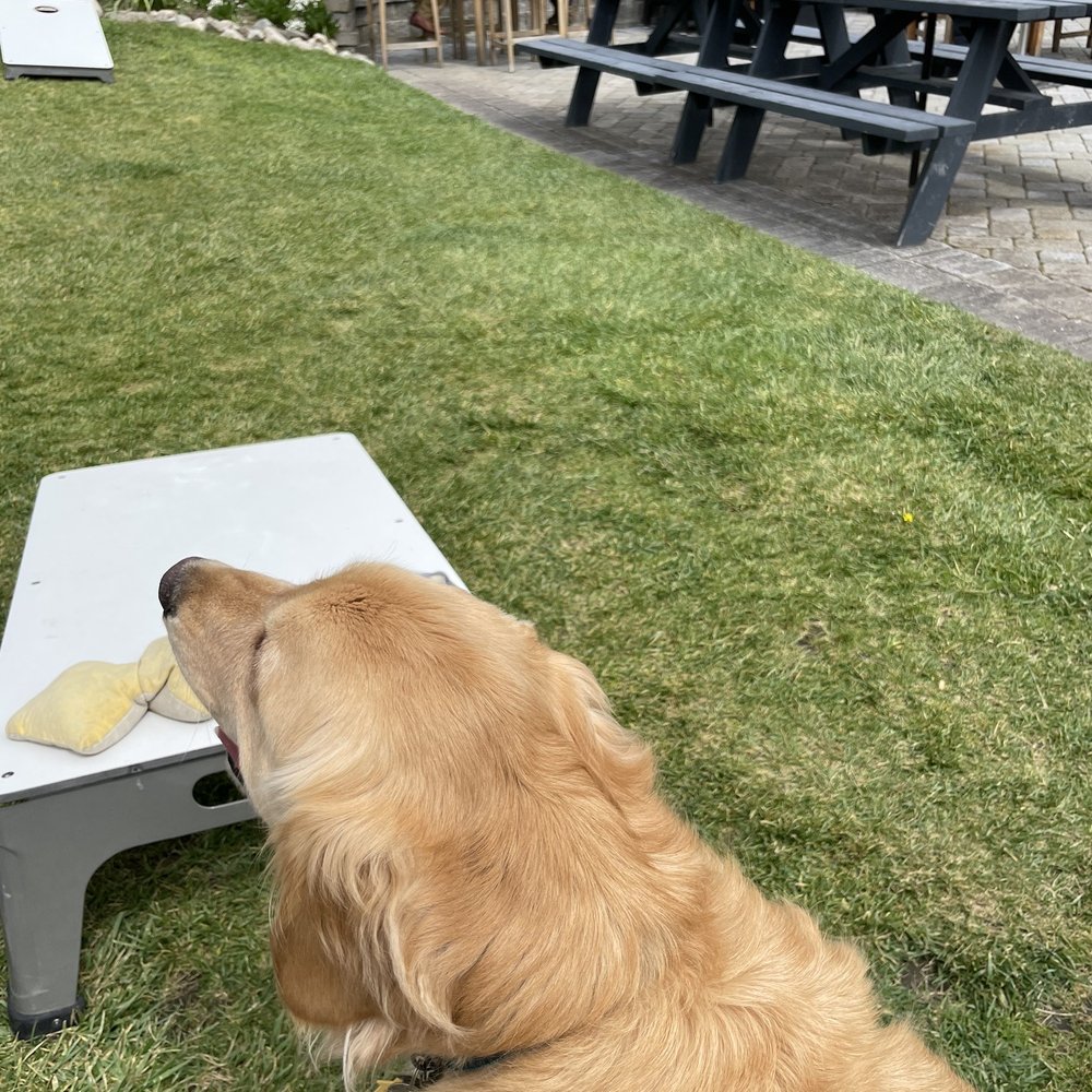 Folktale Winery - Cornhole on the lawn - Wineries Near Me - Carmel, California Folktale Winery - Cornhole on the lawn - Wineries Near Me - Carmel, California