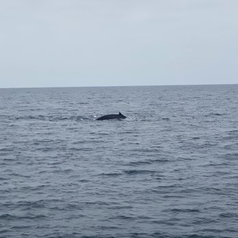 Legacy Whale Watch - Whale Watching Tours Near Me - San Diego, California Legacy Whale Watch - Whale Watching Tours Near Me - San Diego, California