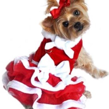 Four Paws Place - Holiday Dress - Pet Stores Near Me - Sunrise, Florida