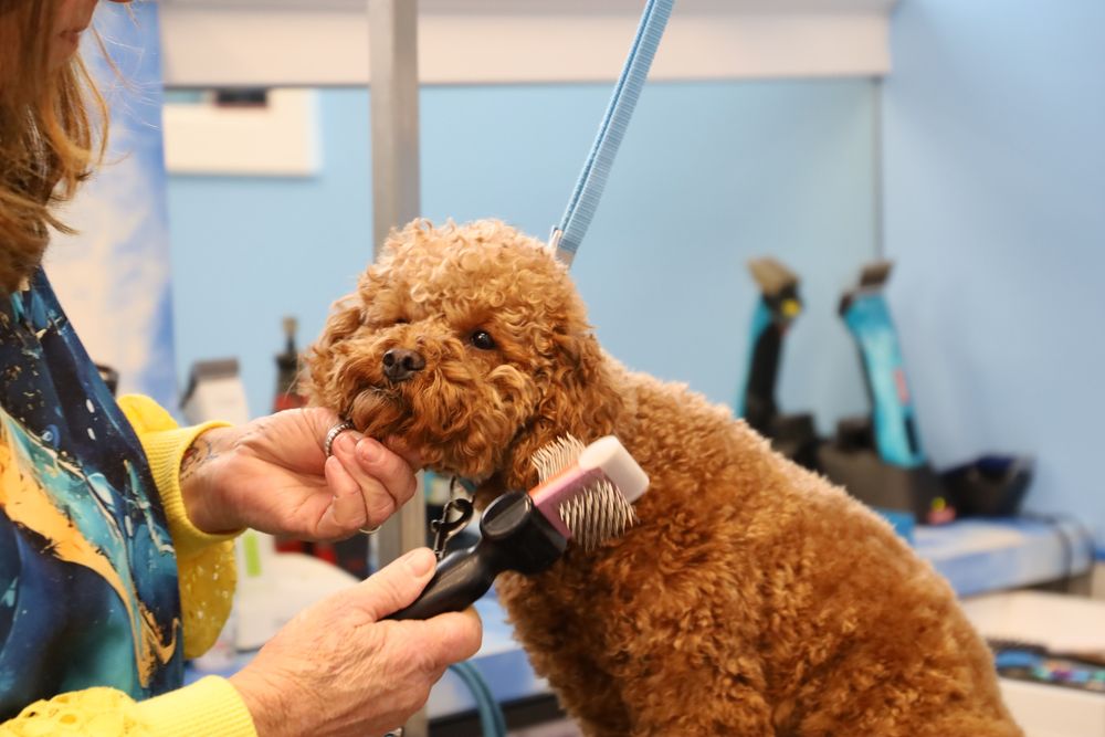 The Pet Salon Image