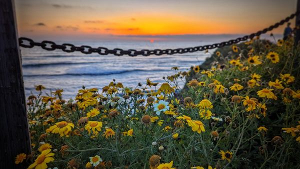 Sunset Cliffs Coastal Trail (Linear Park) by null