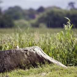 Tree Service Pro Vallejo - Stump Removal And Grinding