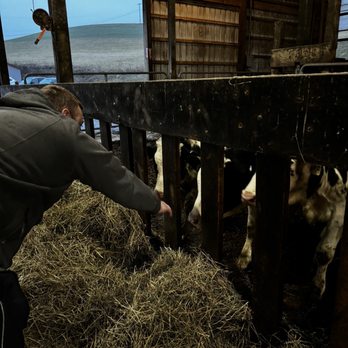 Brunton Dairy - a man feeding cows in a barn - Specialty Food Near Me - Aliquippa, Pennsylvania Brunton Dairy - a man feeding cows in a barn - Specialty Food Near Me - Aliquippa, Pennsylvania