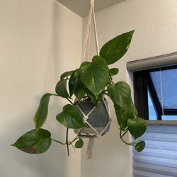 Succulents & More - The Pothos plant, pot, and macrame holder I got.