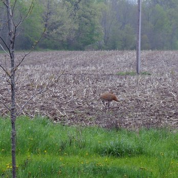Arthur Weiler - My Pet Free Range SandHill Crane "Sandy" and one of the Chinkapin Oak Trees I planted this Spring in my front yard - Nurseries & Gardening Near Me - Bristol, Wisconsin Arthur Weiler - My Pet Free Range SandHill Crane "Sandy" and one of the Chinkapin Oak Trees I planted this Spring in my front yard - Nurseries & Gardening Near Me - Bristol, Wisconsin