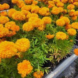 Red Barn Produce - Beautiful flowers for sale
