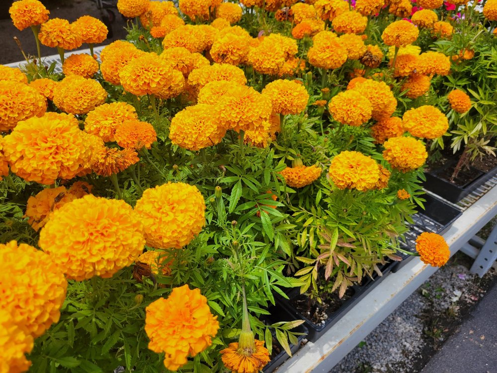 RED BARN PRODUCE 2999 Hy 11W S, Rutledge, Tennessee Fruits