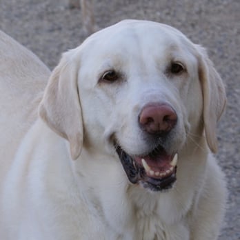 The Dog Den - All Smiles! - Pet Boarding Near Me - Madison, Wisconsin