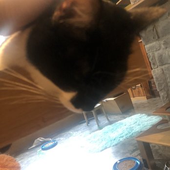 Seattle Meowtropolitan - Themed Cafes Near Me - Seattle, Washington