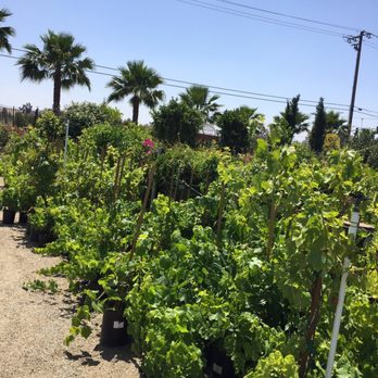 Louie's Nursery - Nurseries & Gardening Near Me - Riverside, California Louie's Nursery - Nurseries & Gardening Near Me - Riverside, California