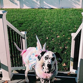 PetSmart - We also go for the costumes. #pride - Pet Stores Near Me - Wayne, New Jersey