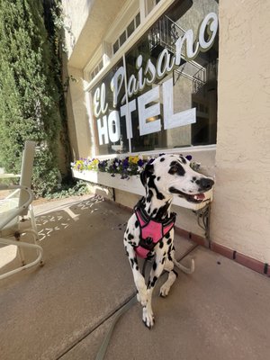 The Hotel Paisano by null