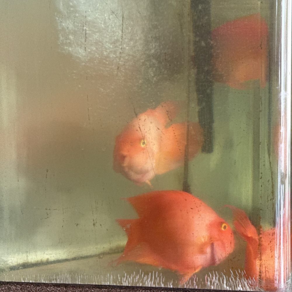 Fish tank