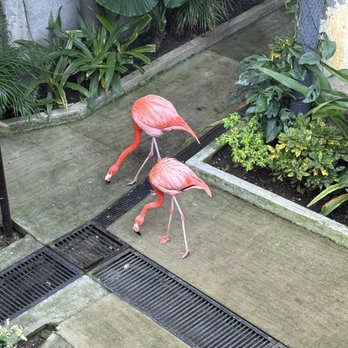 Observatorio 1873 - Flamingos in the aviary - Lounges Near Me - Mazatlán, SIN