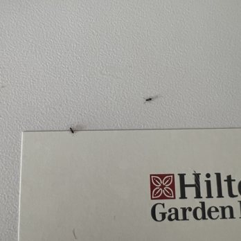 Hilton Garden Inn Waco - Ants on TV stand. - Hotels Near Me - Waco, Texas