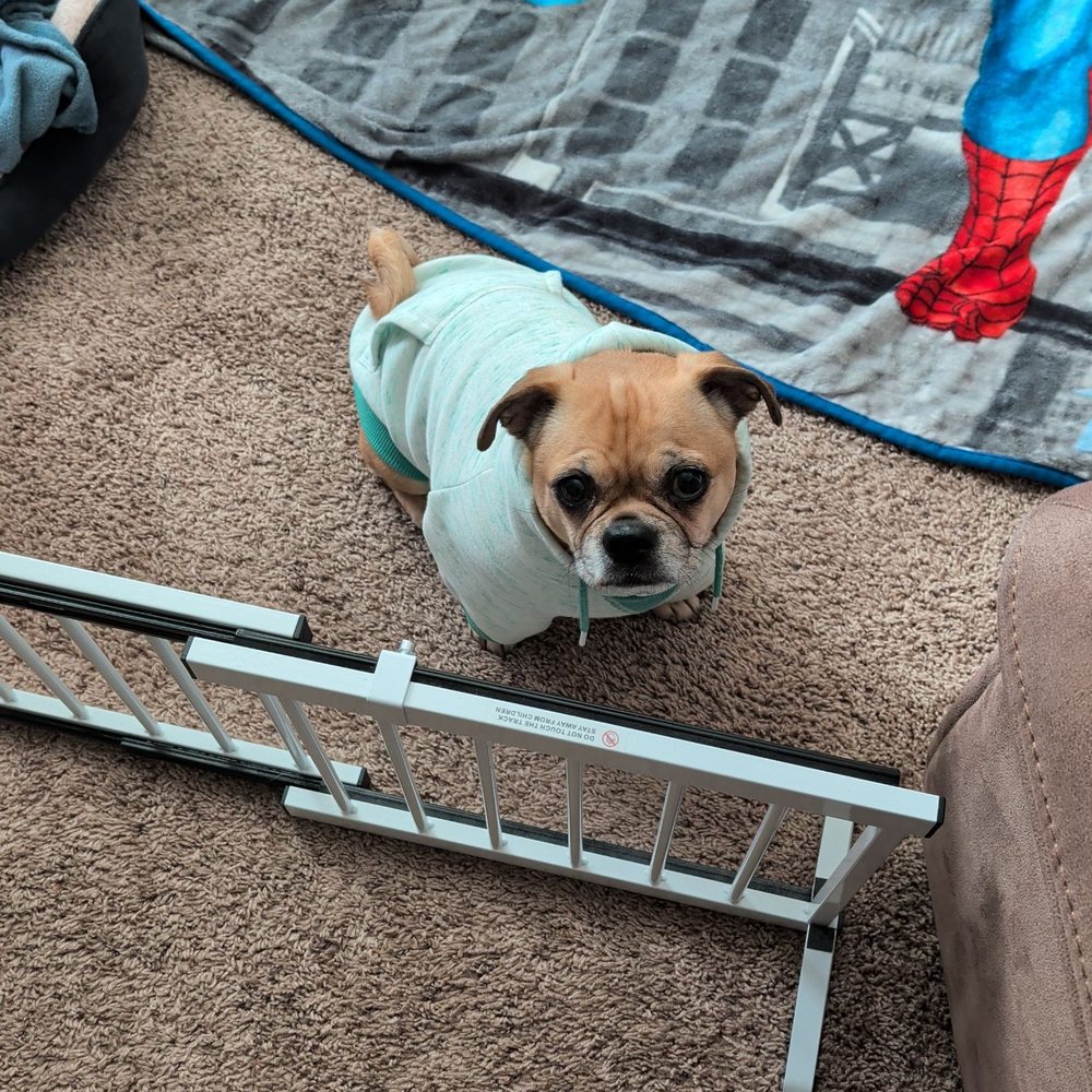 Dog Trainer Paige - Pet Training Near Me - Conesus, New York
