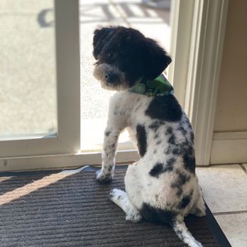 Pro-Groom - Another style by Haily - Pet Groomers Near Me - Roseville, California Pro-Groom - Another style by Haily - Pet Groomers Near Me - Roseville, California