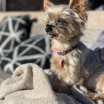 Drakes Fireside Lounge - Dog friendly outdoor seating! - New American Near Me - Bodega Bay, California
