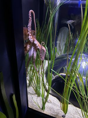 Aquarium of the Bay by null