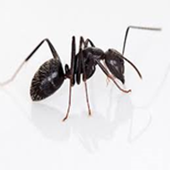 EcoNet Pest Control - Ant Control - Pest Control Near Me - Houston, Texas EcoNet Pest Control - Ant Control - Pest Control Near Me - Houston, Texas