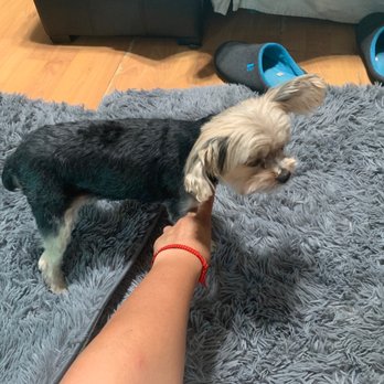 kings mobile pet spa