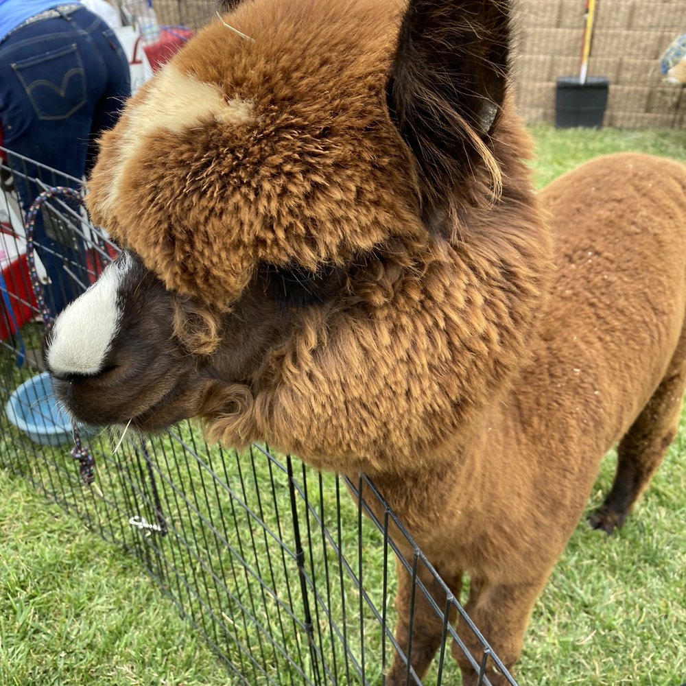 Alpaca Alpaca