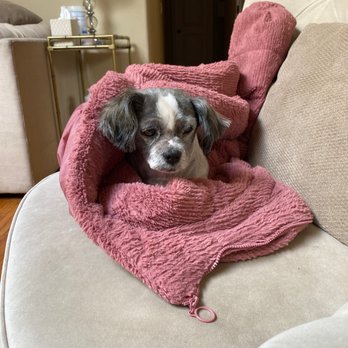 Furbabies Grooming - Pet Groomers Near Me - San Jose, California