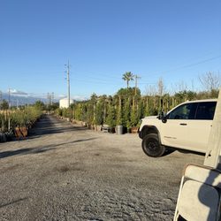 EJ Growers - More trees