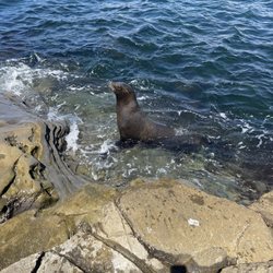 Local Boy Tours - Sea lion close up and personal.