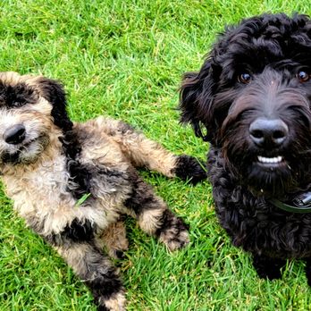 Creekside Paws - Pet Breeders Near Me