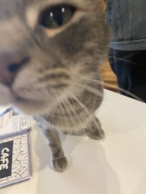 affoGATO Cat Cafe by null