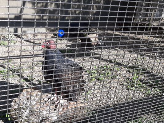 Ohio Bird Sanctuary by null