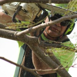 Trimming Royal Poinciana Tree!