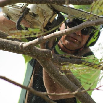 Bartlett Tree Experts - Trimming Royal Poinciana Tree! - Tree Services Near Me - Oakland Park, Florida