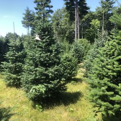 Live Tree or Die Farm - 2024 Christmas Trees are Looking Beautiful!