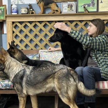 Hudson Valley K9 Academy - 3 of my dogs getting some lovin' from a customer. closest one is 10 month old Aiko - Pet Training Near Me - Pine Bush, New York Hudson Valley K9 Academy - 3 of my dogs getting some lovin' from a customer. closest one is 10 month old Aiko - Pet Training Near Me - Pine Bush, New York