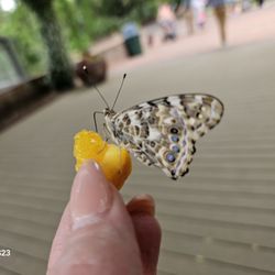 Shangri La Botanical Gardens and Nature Center - My butterfly