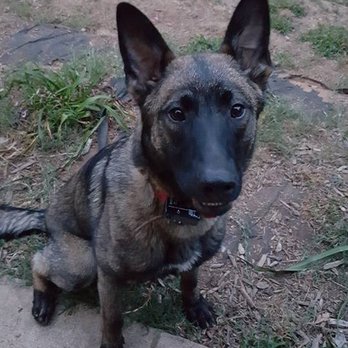 Daisy's Canine Academy - Pet Training Near Me